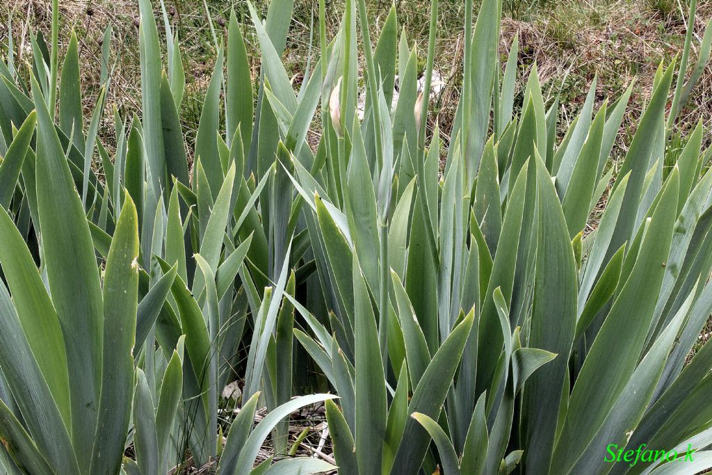 Ancora da sbocciare!!! Iris sp.